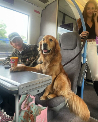 Illustration de l'article : Huxley est un Golden Retriever qui rencontre un franc succès, notamment lors de ses voyages en train