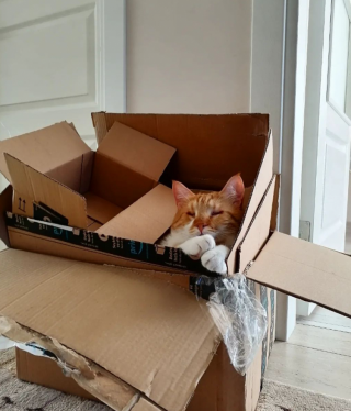 Illustration de l'article : La propriétaire de ce chat aveugle découvre sa capacité d’adaptation hors du commun après leur déménagement