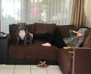 Illustration de l'article : L’histoire de cette chienne qui admire la photo d’un membre de sa famille révèle une amitié touchante 