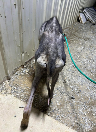 Illustration de l'article : Cette chienne retrouvée dans un garage, sans rien à manger ni à boire, lutte pour sa survie