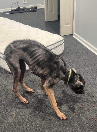 Illustration de l'article : Cette chienne retrouvée dans un garage, sans rien à manger ni à boire, lutte pour sa survie