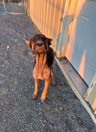 Illustration de l'article : Cette chienne retrouvée dans un garage, sans rien à manger ni à boire, lutte pour sa survie