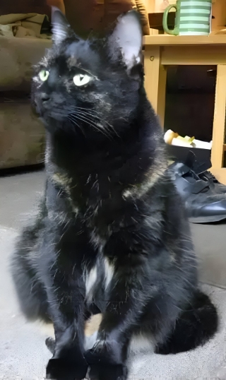 Illustration de l'article : Cette famille sauve une chatte abandonnée qui détient un don pour aider son maître atteint de diabète