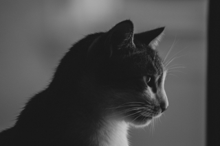 Illustration de l'article : Au Revoir Compagnon, la nouvelle plateforme qui aide les propriétaires à organiser les obsèques de leur animal et à faire leur deuil animalier