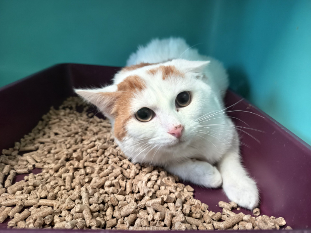 Photo de Vivesaigues