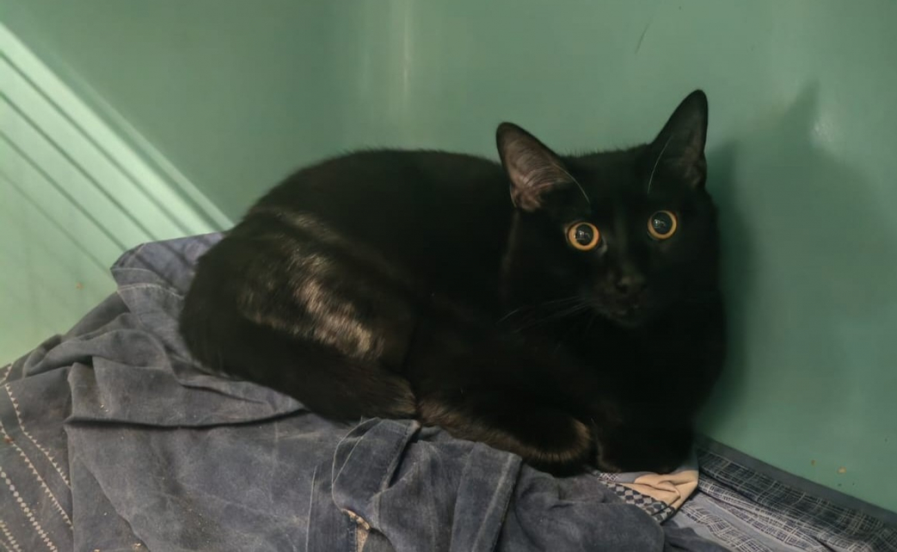 Photo de Miaoussillon