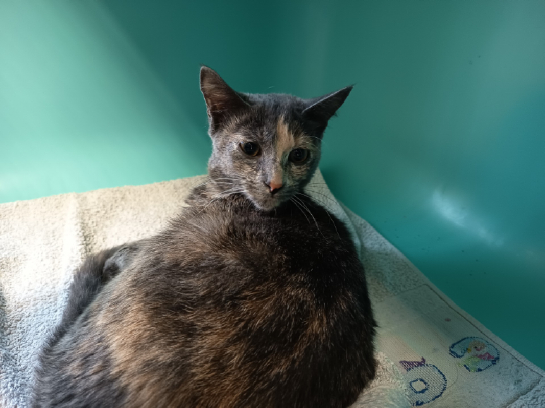 Photo #1 de Guimauve