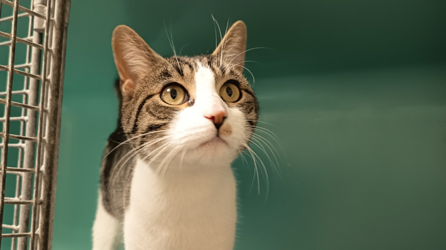 Photo de P'tit biscuit