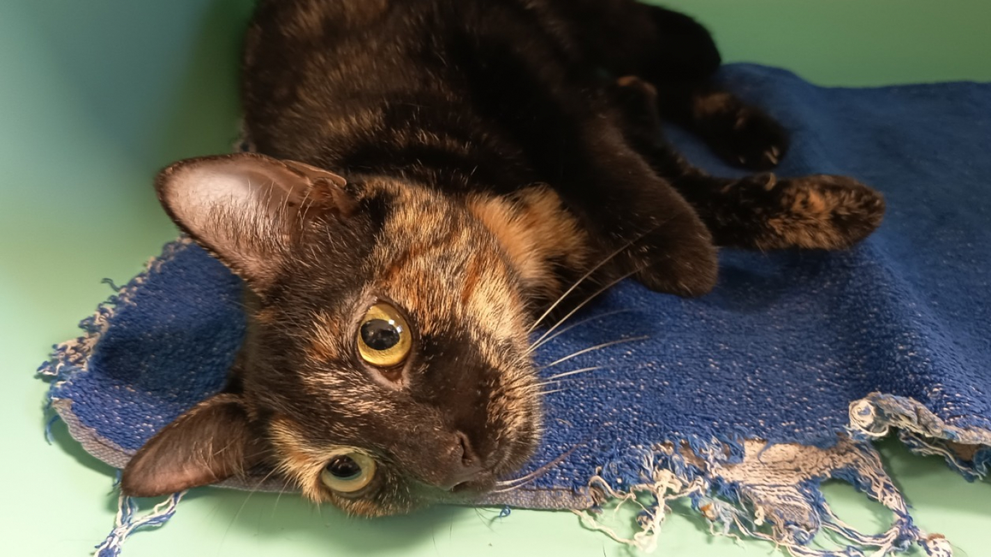 Photo de Mariah carey