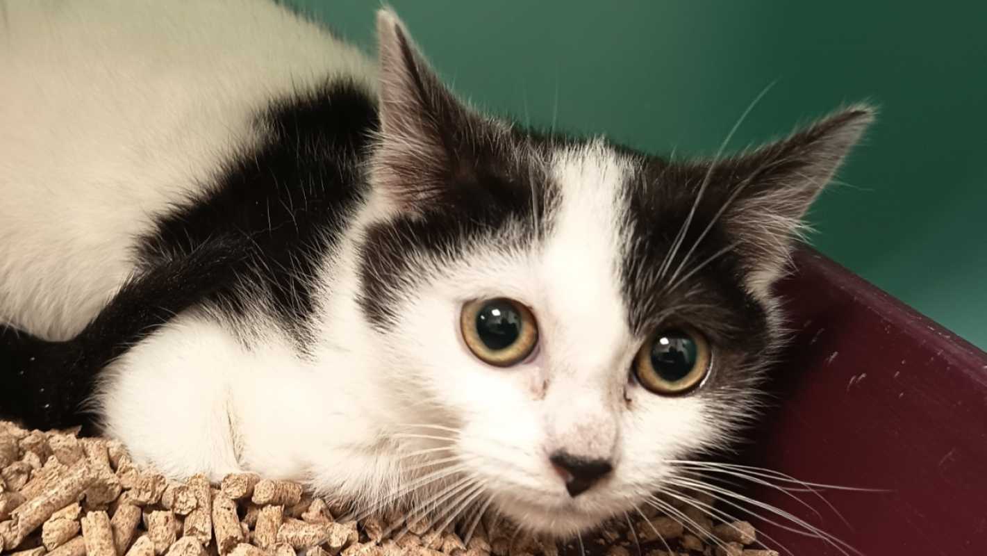 Photo de TchaÏkvoski