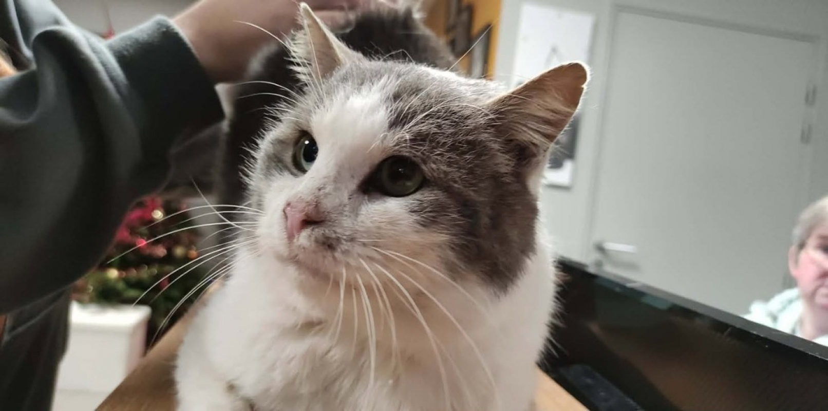 Photo #1 de Lancelot