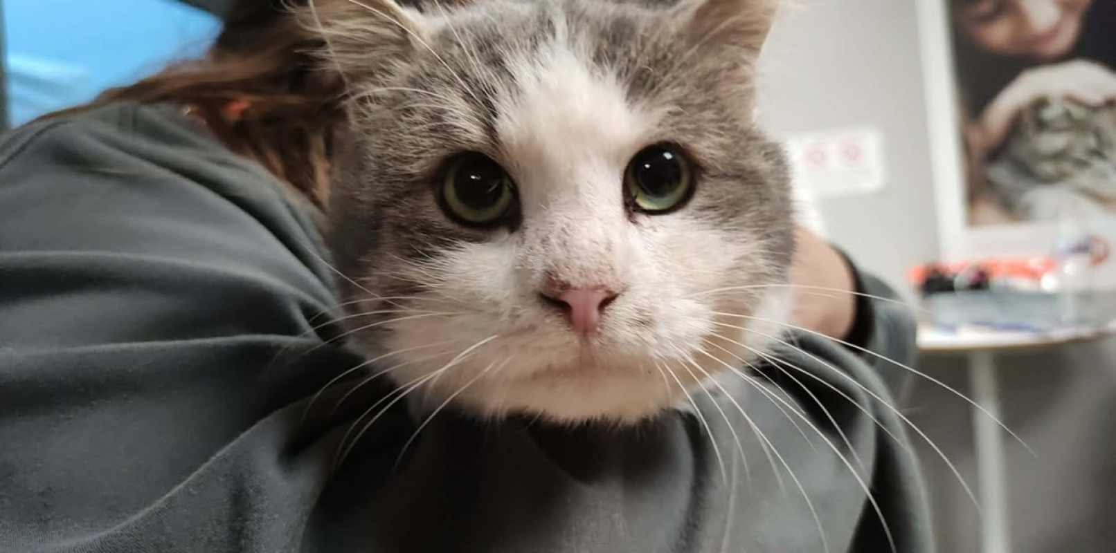 Photo #2 de Lancelot