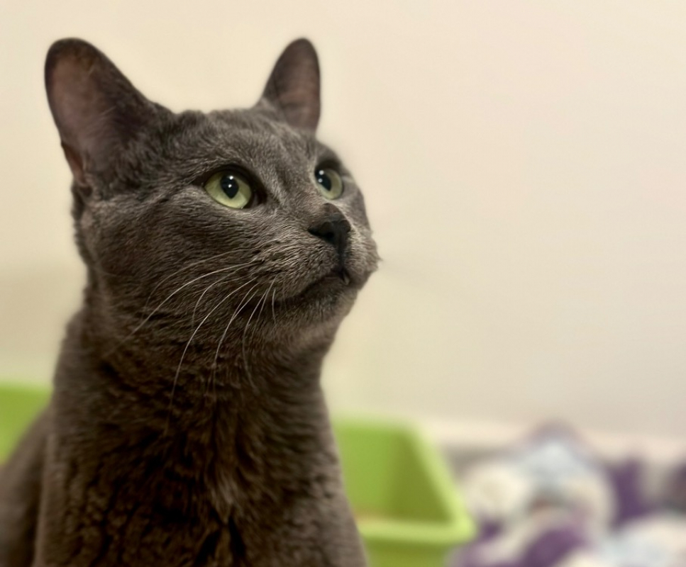 Photo #2 de Hibiscus