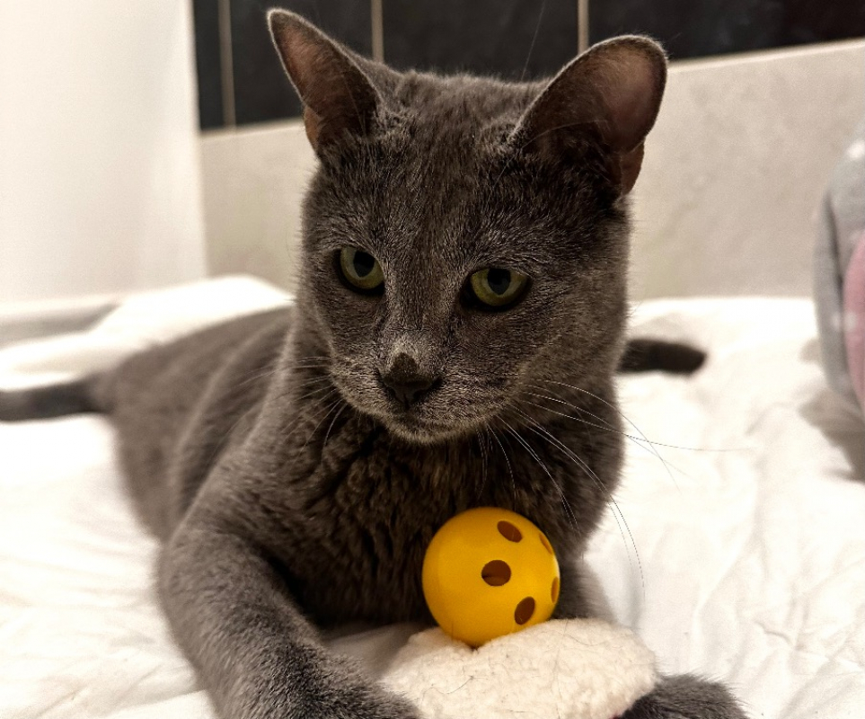 Photo #3 de Hibiscus