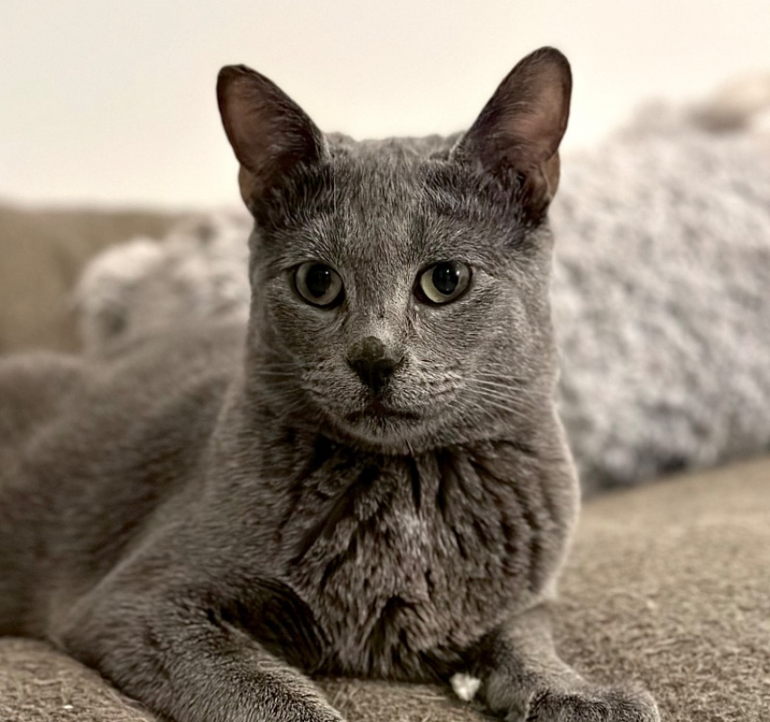 Photo #1 de Hibiscus