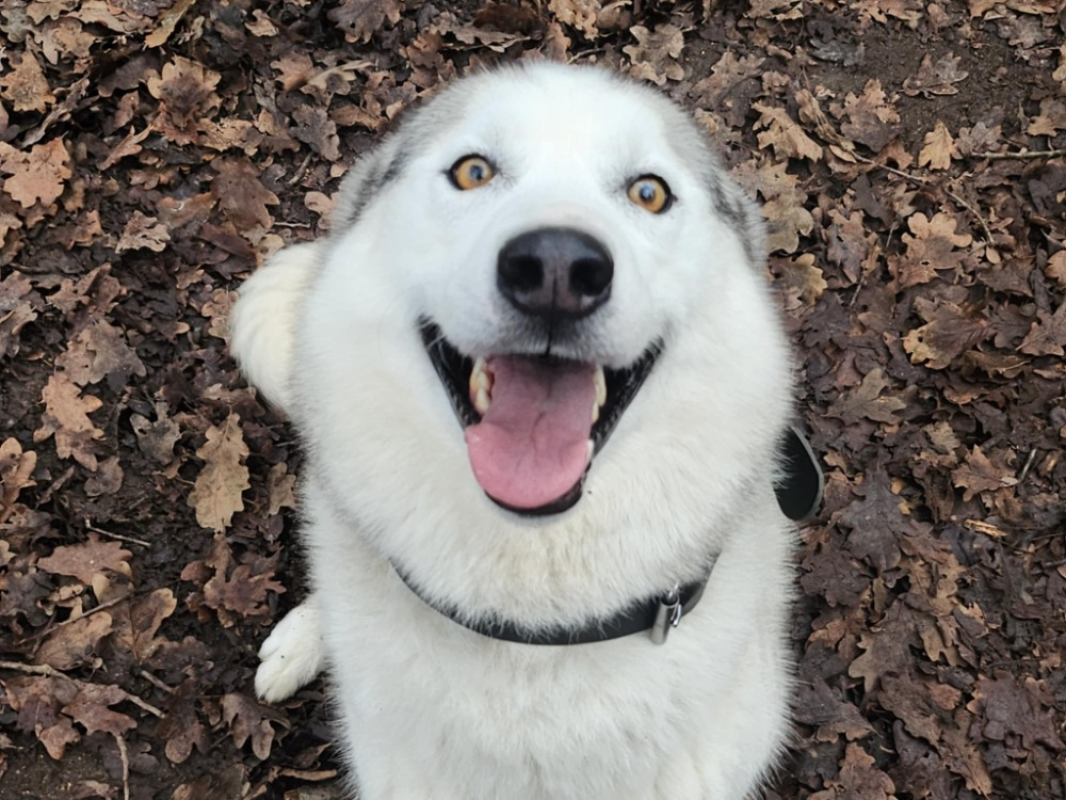Photo de Shadow