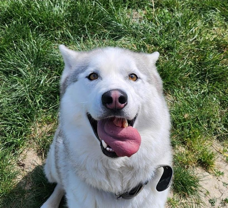 Photo #2 de Shadow