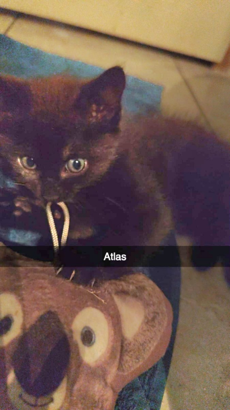 Photo #4 de Atlas