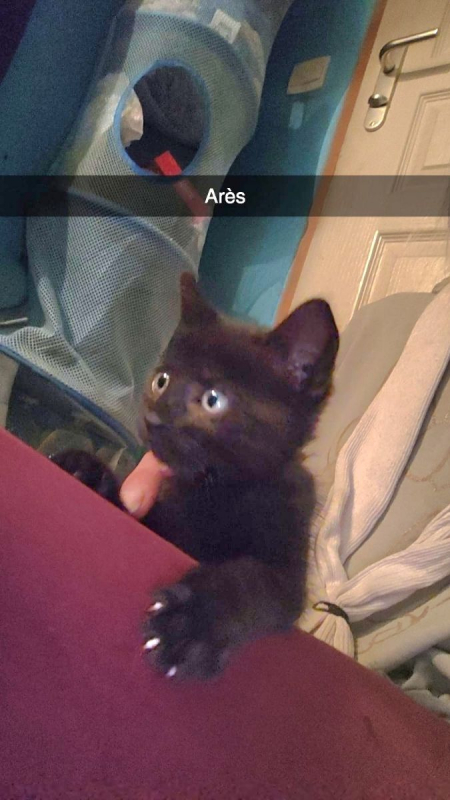 Photo #1 de Ares