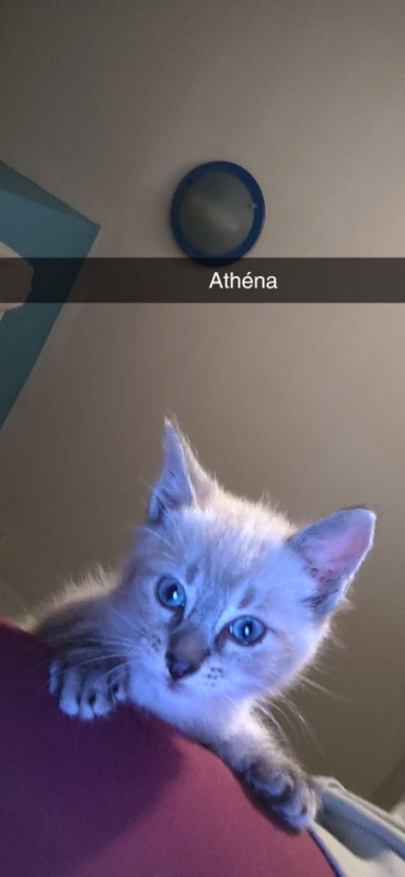 Photo #1 de Athena