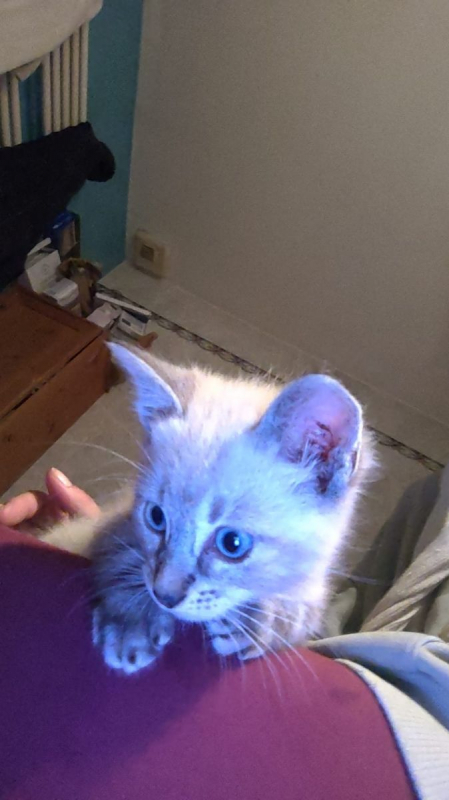 Photo #2 de Athena