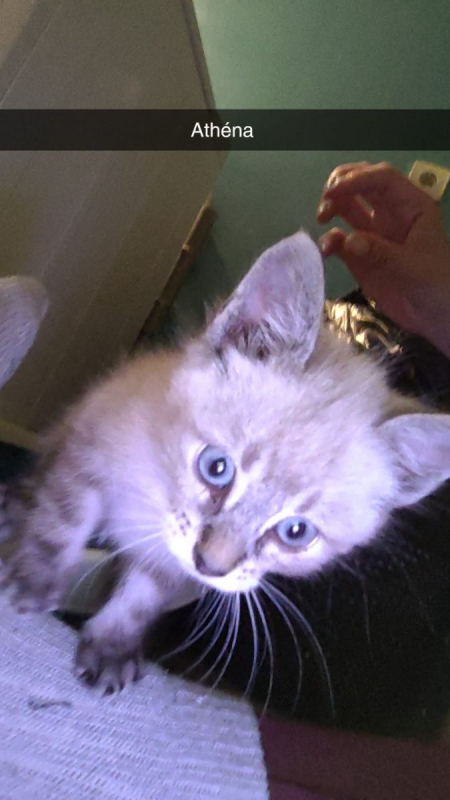 Photo #3 de Athena