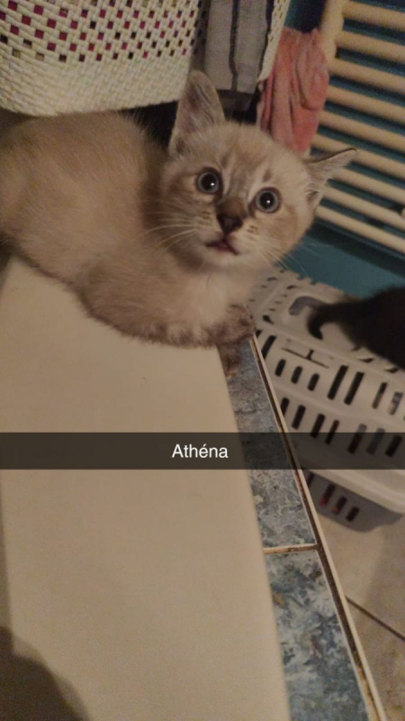 Photo #5 de Athena