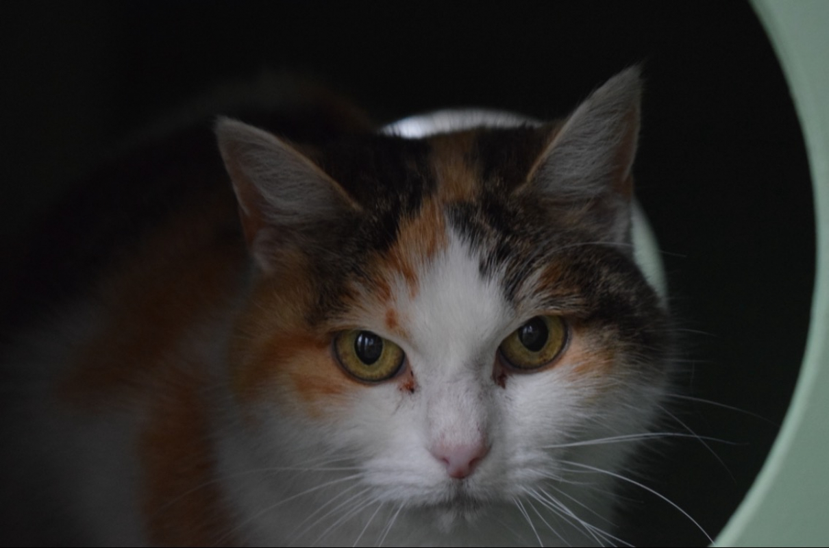 Photo #1 de Cannelle