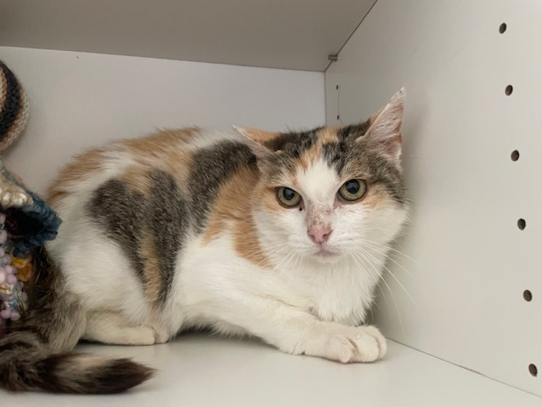 Photo #2 de Cannelle