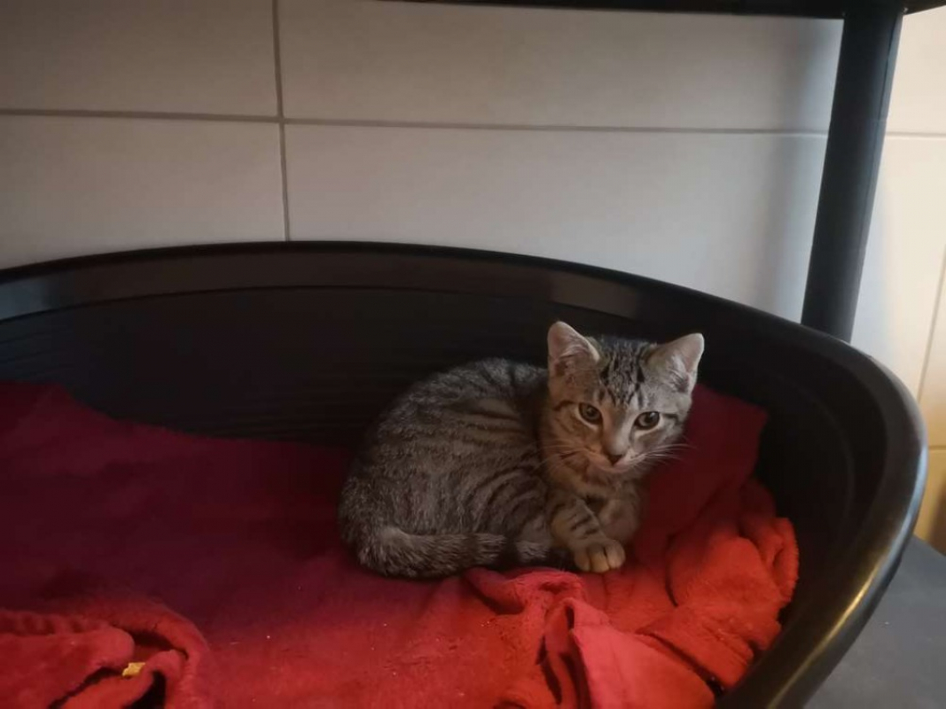 Photo #1 de Snickers