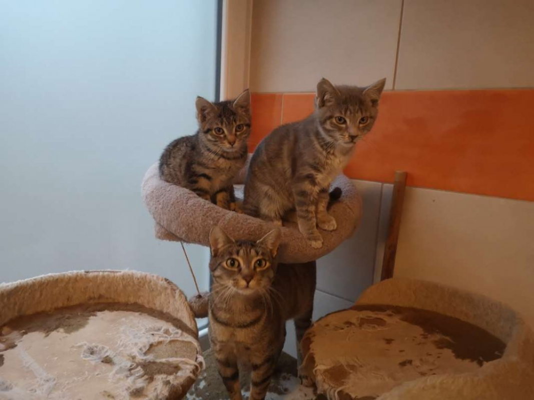 Photo #2 de Réservé mili