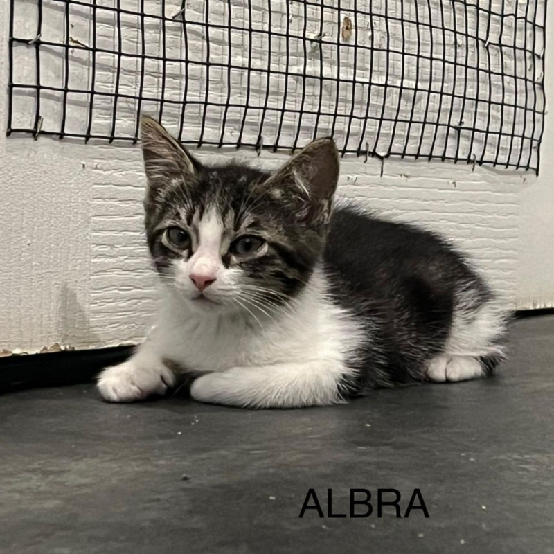 Photo #1 de ALBRA