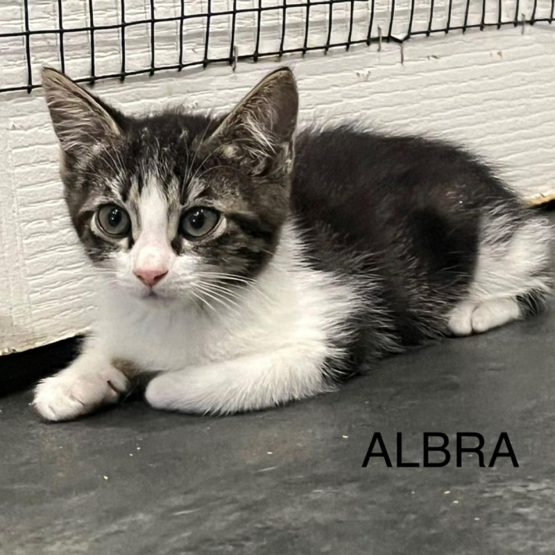 Photo #2 de ALBRA
