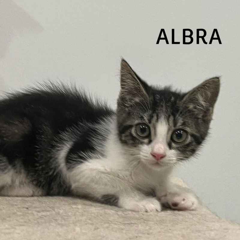 Photo #3 de ALBRA