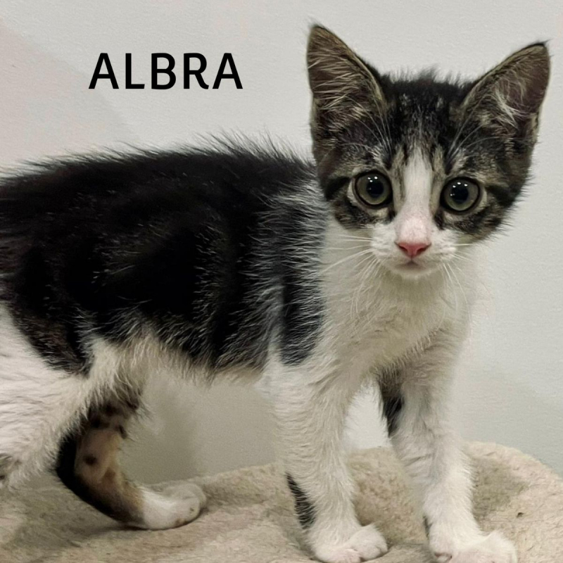 Photo #4 de ALBRA