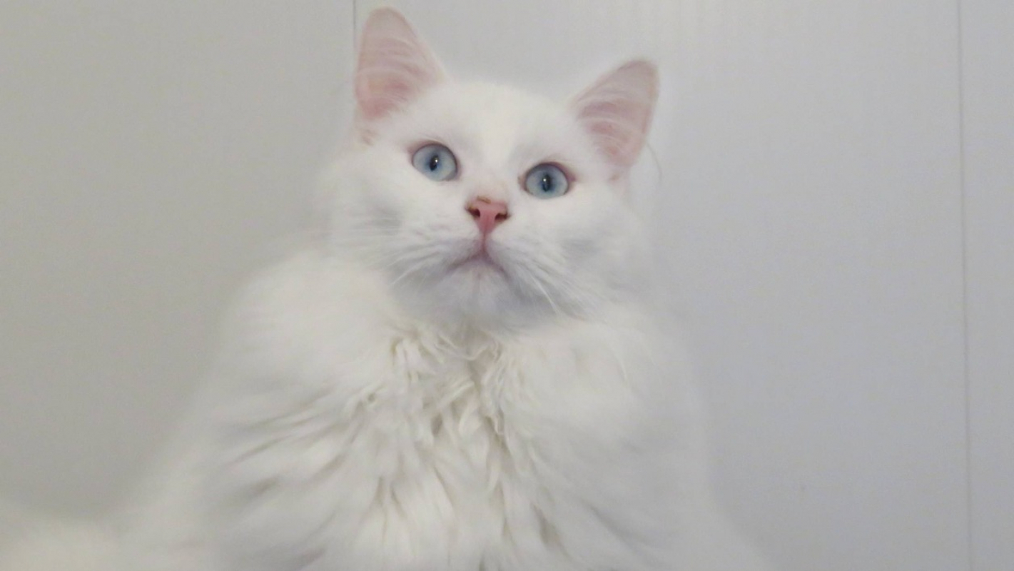 Photo de Charlemagne