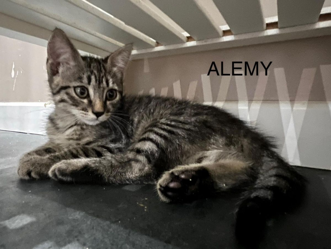 Photo #1 de ALEMY
