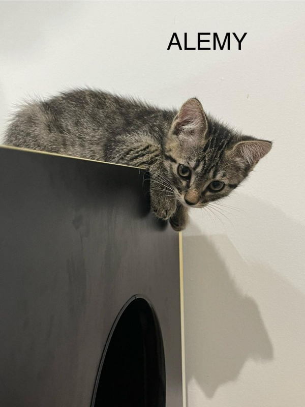 Photo #4 de ALEMY