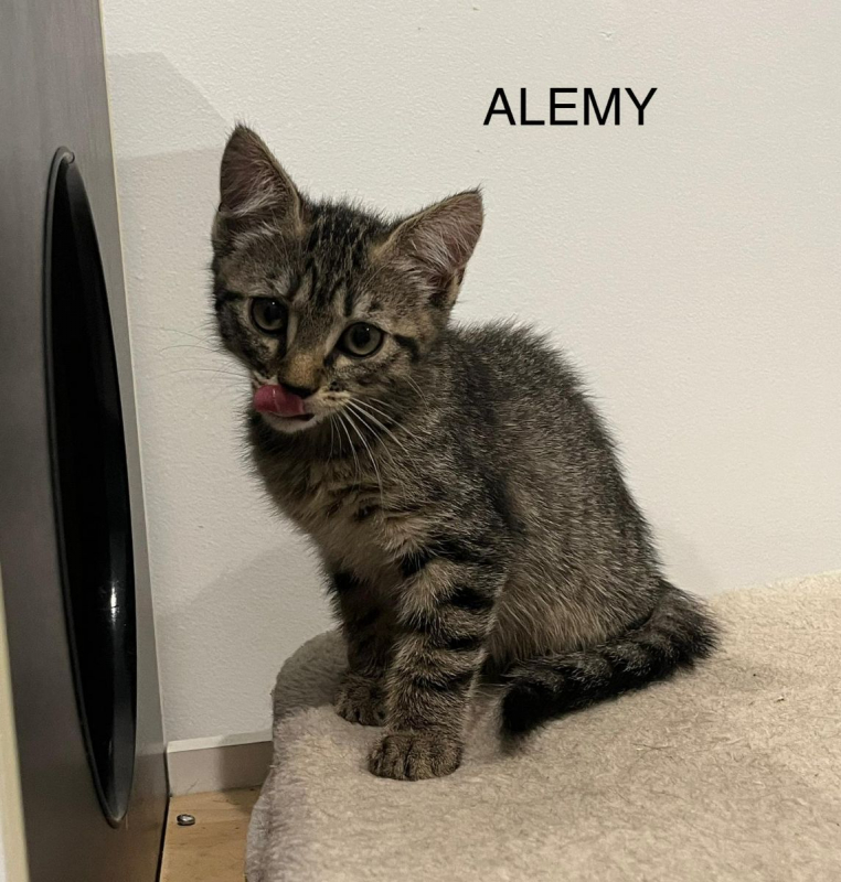 Photo #5 de ALEMY