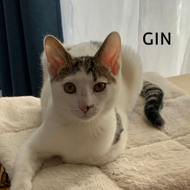 Photo #1 de GIN