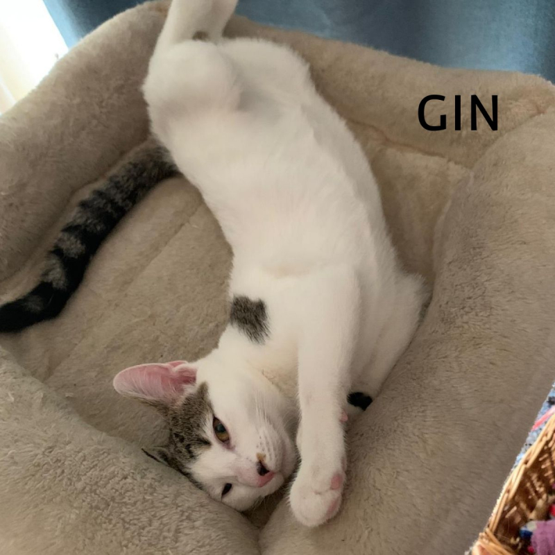 Photo #2 de GIN