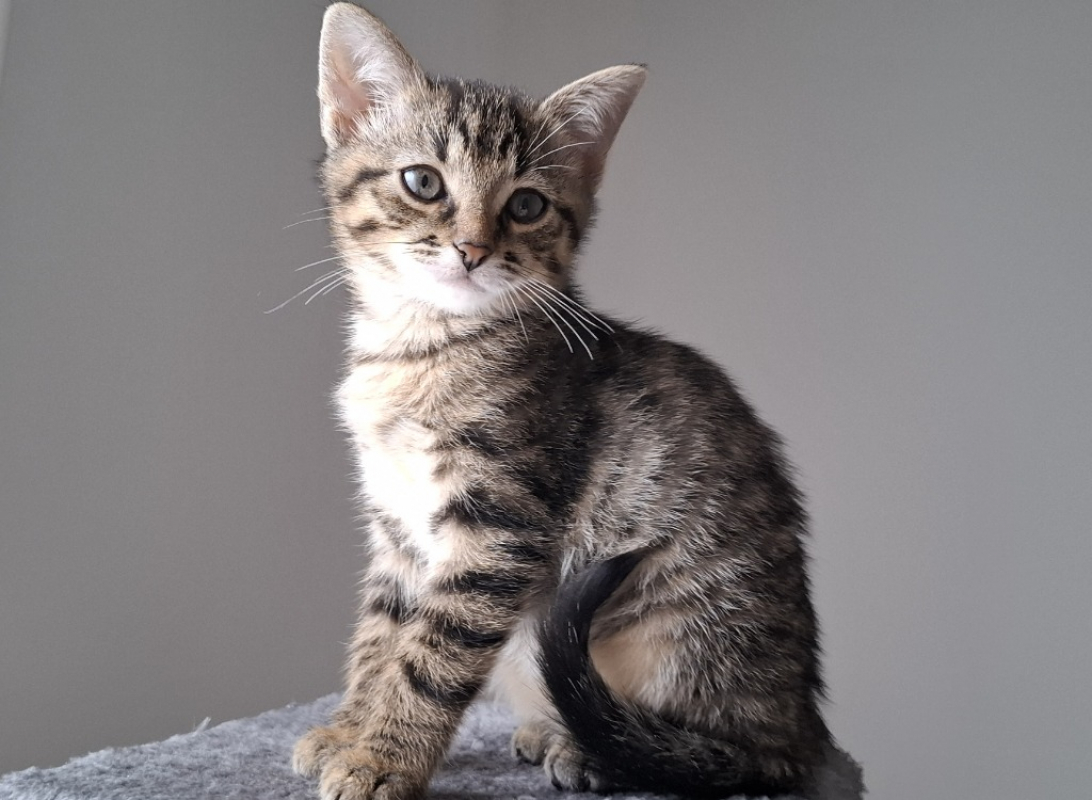 Photo #1 de Passinho