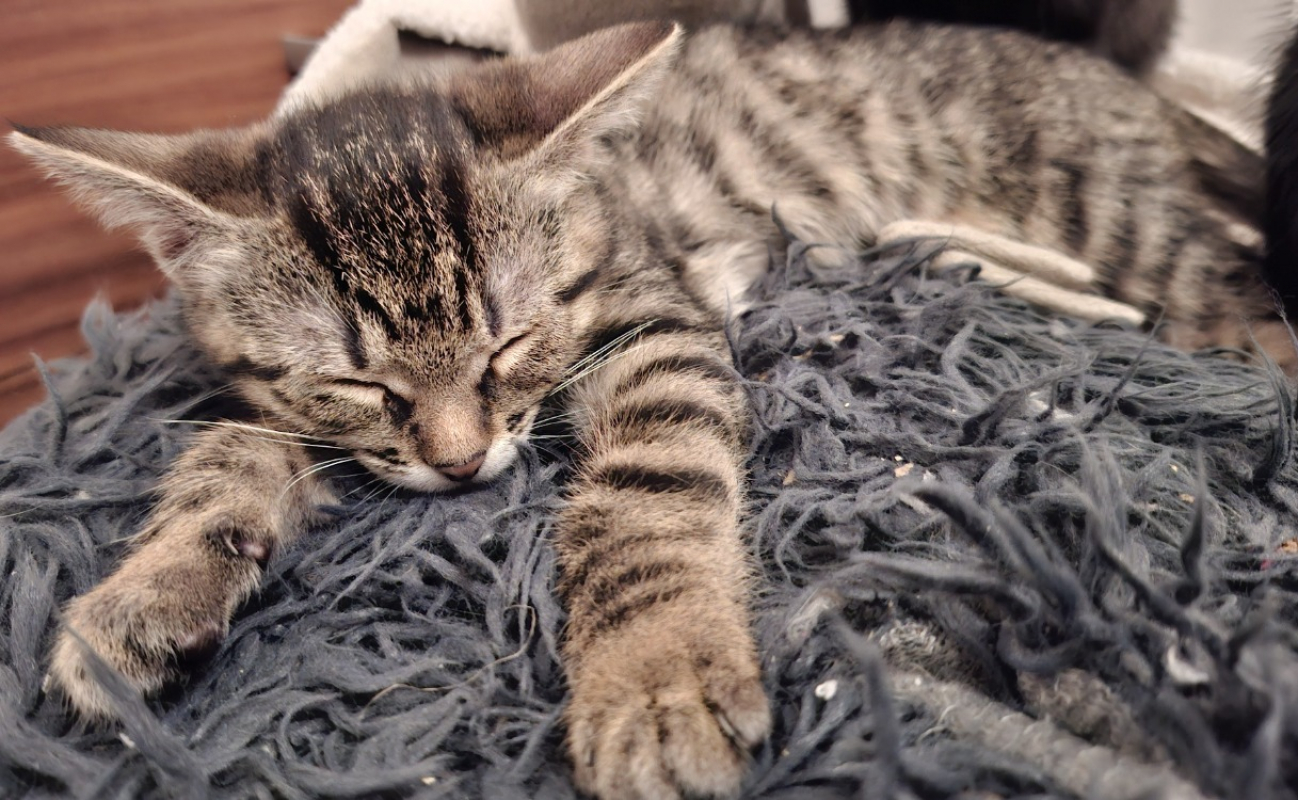 Photo #2 de Passinho