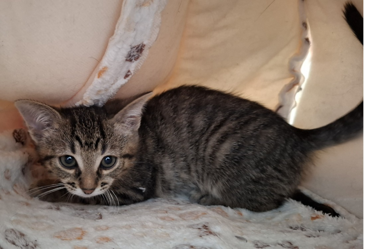 Photo #3 de Passinho