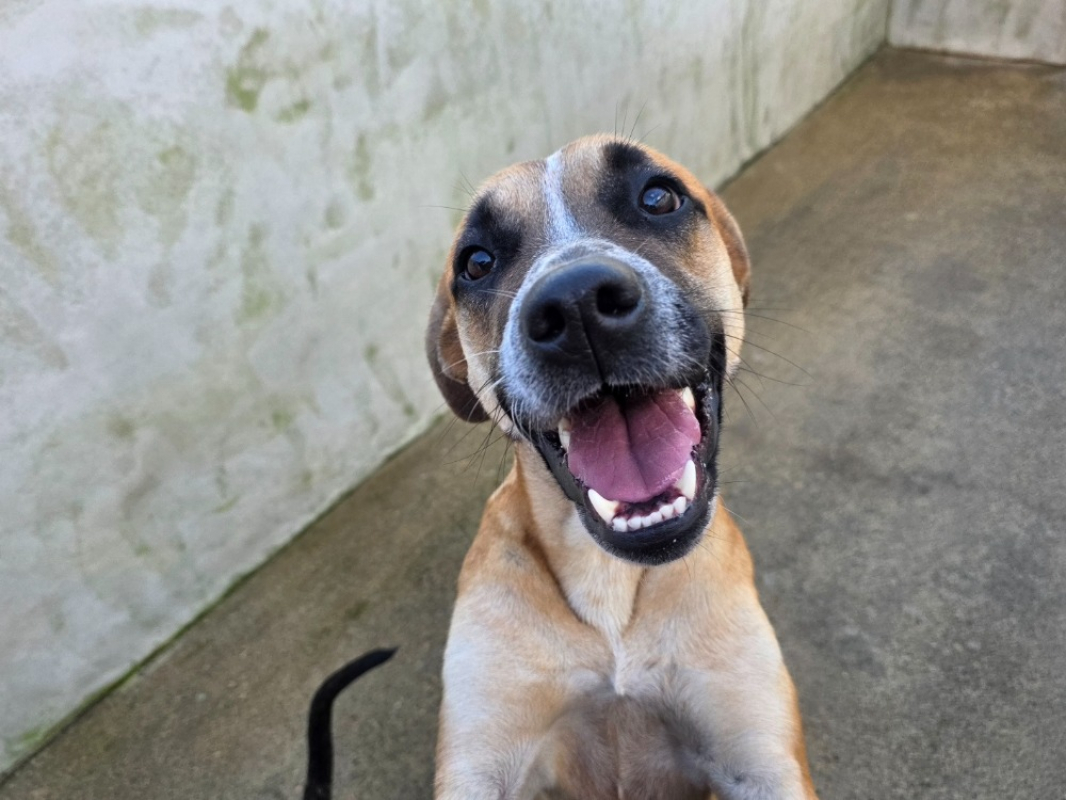 Photo #1 de Angelica pickles