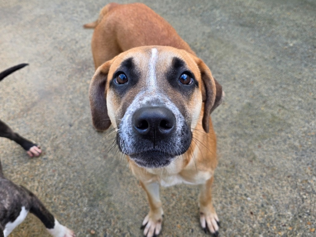 Photo #2 de Angelica pickles