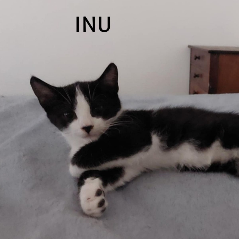 Photo #1 de INU