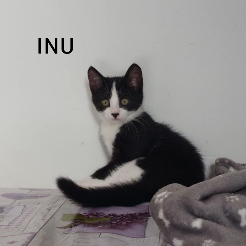 Photo #3 de INU