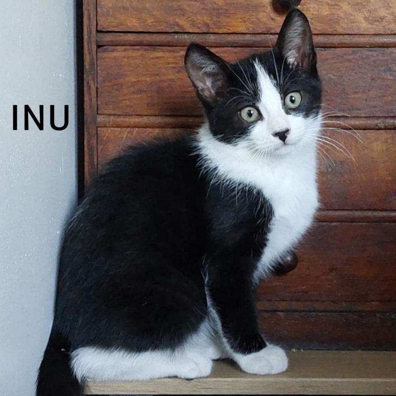 Photo #5 de INU