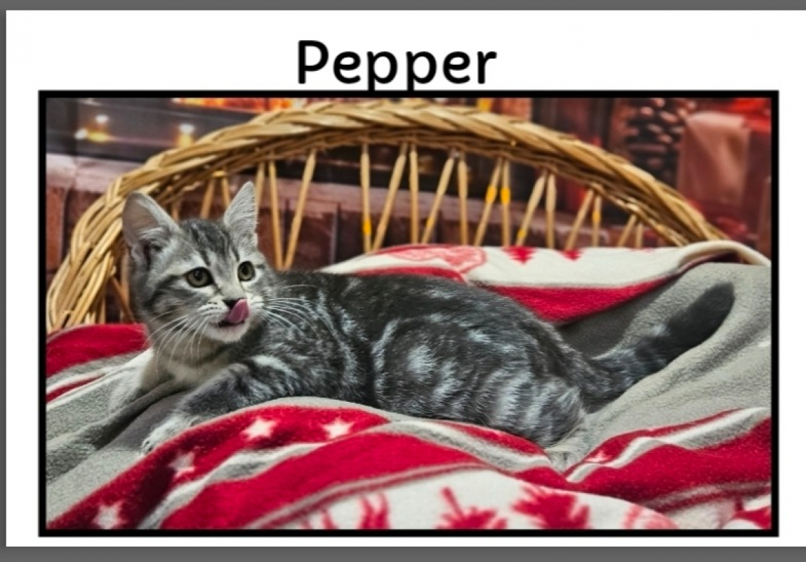 Photo de Pepper
